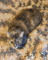 Bella (nice kitty seeks quiet home) - Photo 4