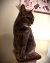 Bella (nice kitty seeks quiet home) - Photo 5