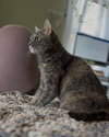 Bella (nice kitty seeks quiet home) - Photo 6