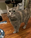 Bella (nice kitty seeks quiet home) - Photo 7