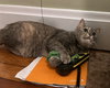 Bella (nice kitty seeks quiet home) - Photo 8