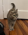 Bella (nice kitty seeks quiet home) - Photo 9