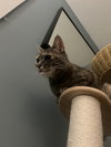 Bella (nice kitty seeks quiet home) - Photo 10