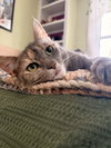 Bella (nice kitty seeks quiet home) - Photo 1