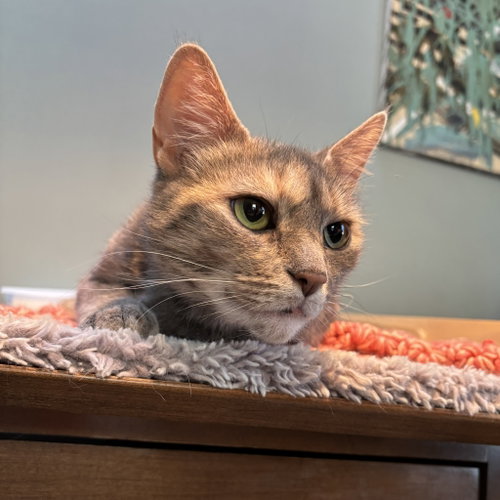 BELLA (NICE KITTY SEEKS QUIET HOME) - Domestic Short Hair available for adoption