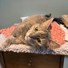 Bella (nice kitty seeks quiet home) - Photo 3