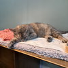 Bella (nice kitty seeks quiet home) - Photo 4