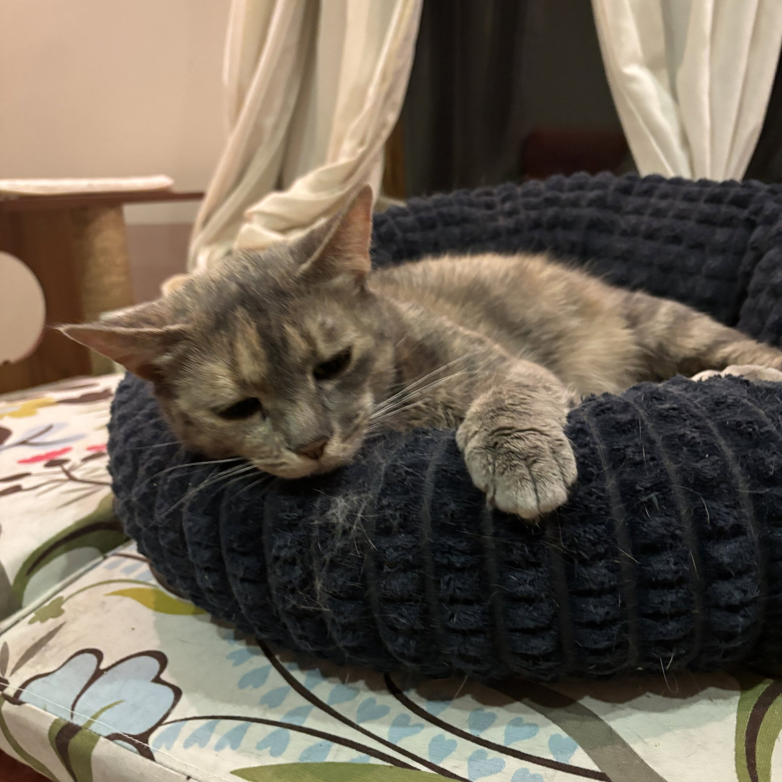 Bella (nice kitty seeks quiet home) Image