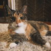 adoptable Cat in harrisburg, PA named Jupiter