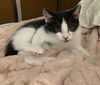 adoptable Cat in Harrisburg, PA named Colston (moo moo kitten)