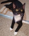 adoptable Cat in Harrisburg, PA named Scottie (young kitten)