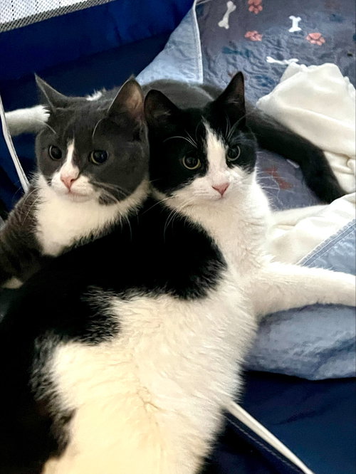 Jenga, a cat for adoption from Loving Care Cat Rescue