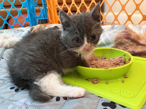 JENGA - Domestic Short Hair available for adoption