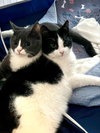 Domino - Photo 6