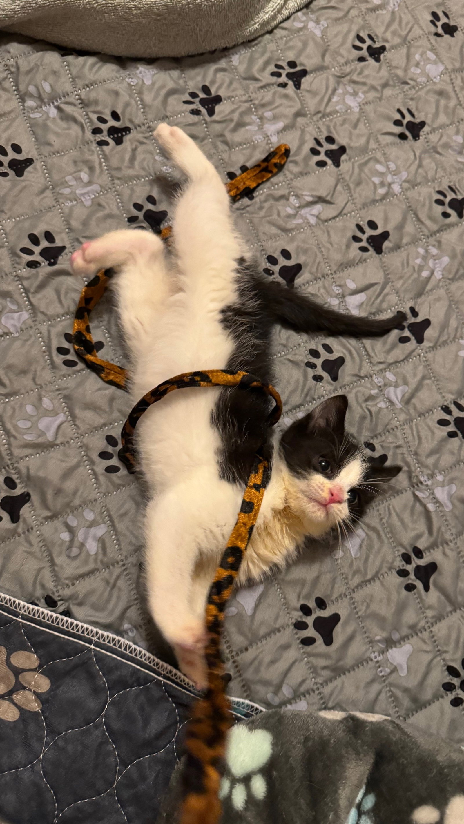 Domino Image