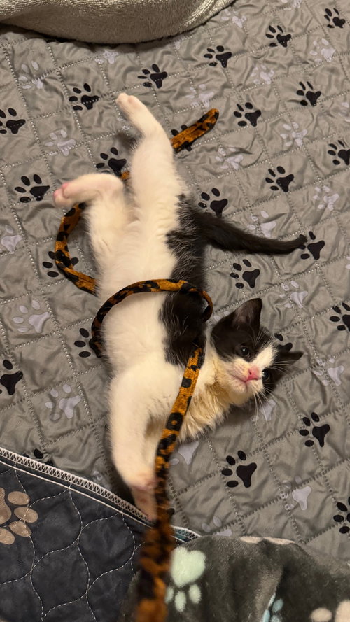 DOMINO - Domestic Short Hair available for adoption
