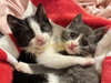 Domino - Photo 4