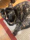 adoptable Cat in harrisburg, PA named Tessa (young year old Torti - pretty girl)