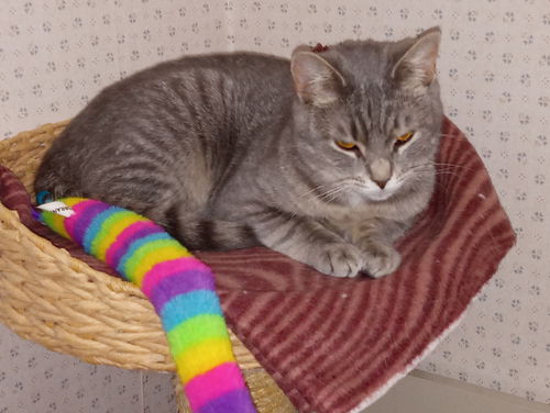 picture of the cat needing adoption