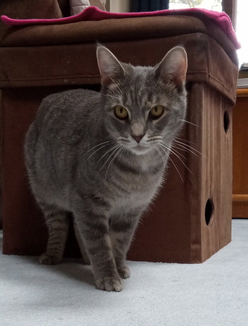 BONNIE JO - Domestic Short Hair available for adoption