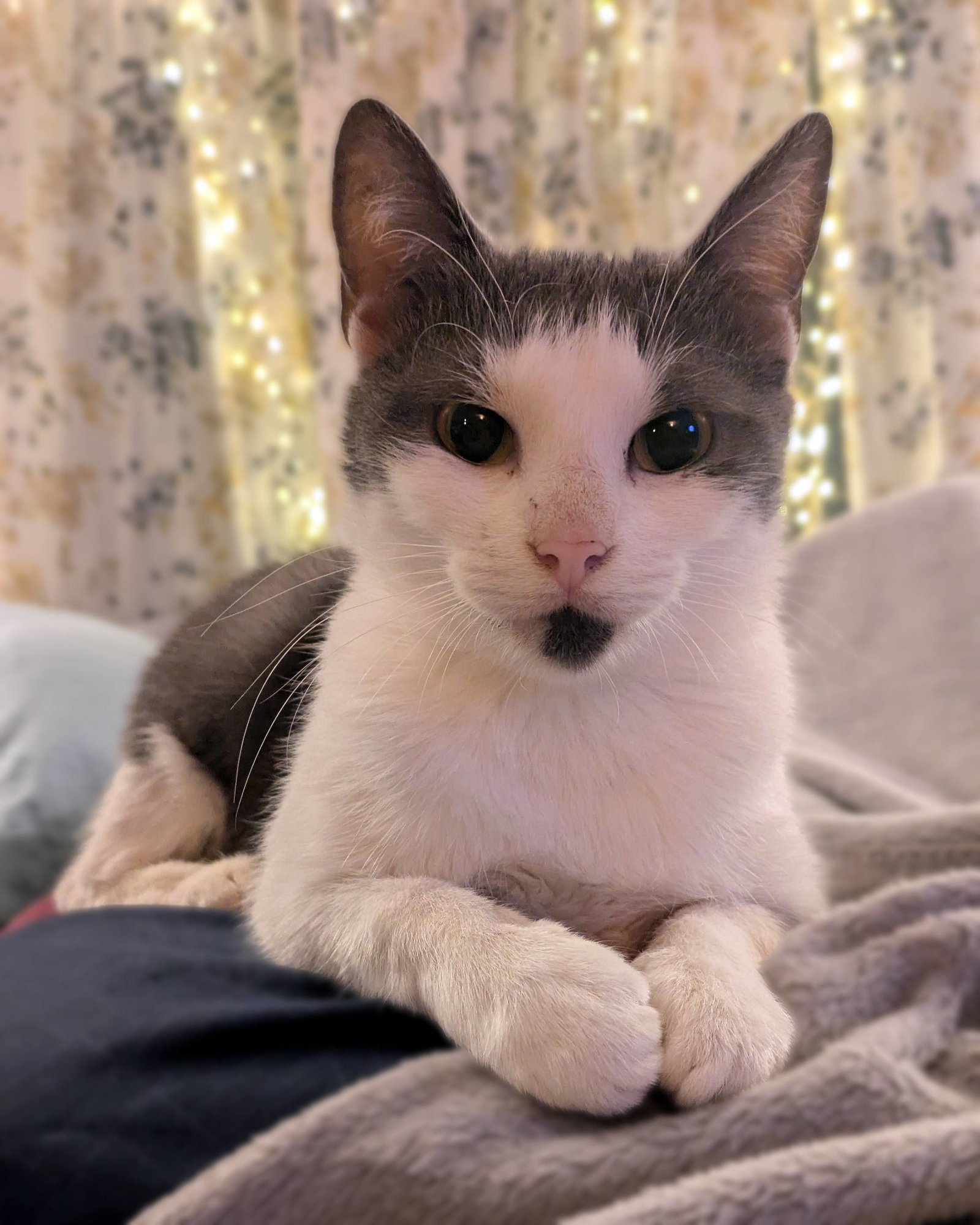 Newt, cat