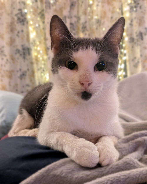 Newt, a cat for adoption from Loving Care Cat Rescue