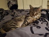 Luna - Photo 2