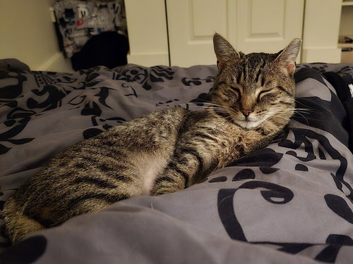 LUNA - Domestic Short Hair available for adoption
