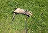 Luna - Photo 4