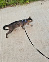 Luna - Photo 5