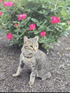 Luna - Photo 6