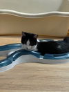 adoptable Cat in harrisburg, PA named Corum (sweet black white patches)
