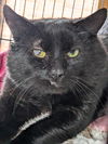 adoptable Cat in harrisburg, PA named Thomas