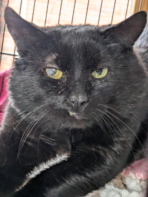 picture of the cat needing adoption