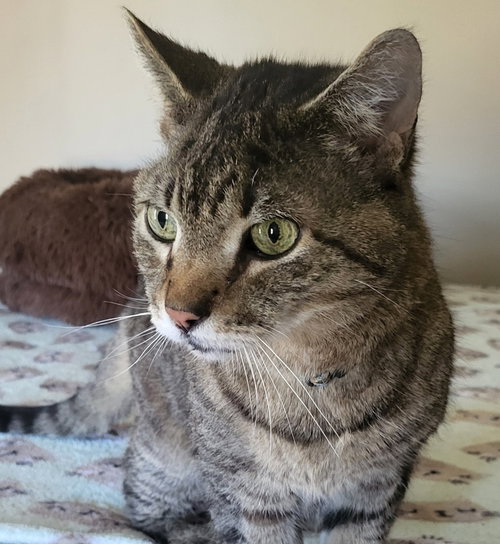 picture of the cat needing adoption