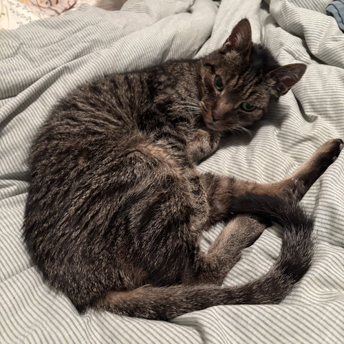 FRASIER - Domestic Short Hair available for adoption