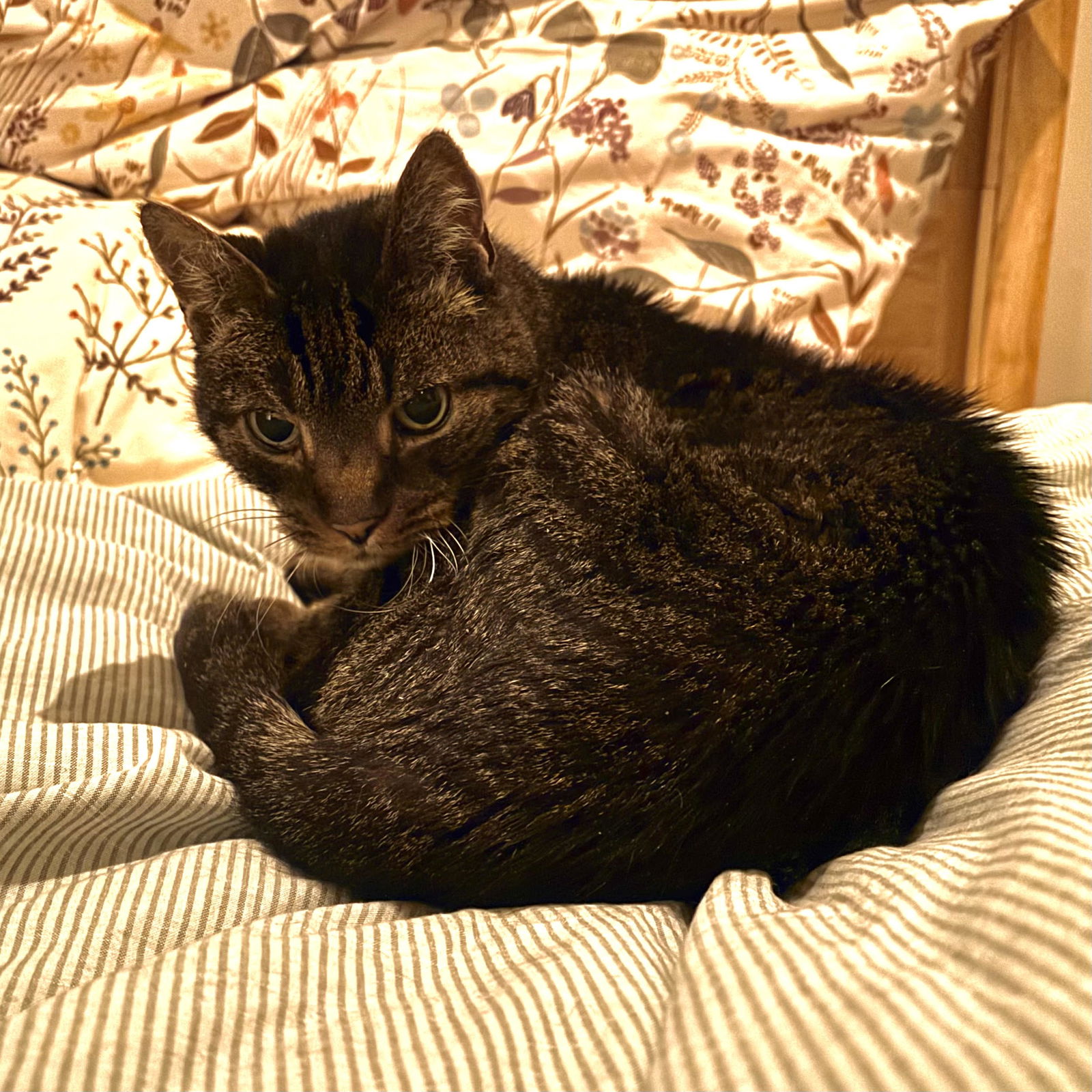 adoptable Cat in Harrisburg, PA named Frasier