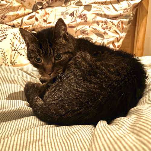 picture of the cat needing adoption