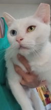 adoptable Cat in harrisburg, PA named Snowy (FeLV positive sweetheart)