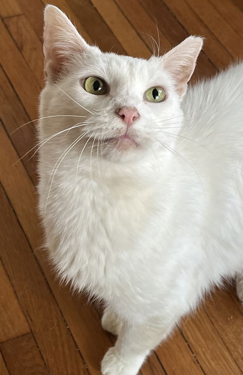 picture of the cat needing adoption