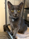 adoptable Cat in harrisburg, PA named Gypsy (Sweet little diva)