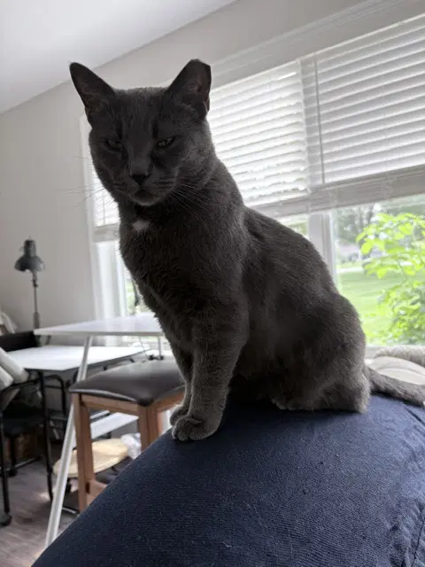 Gypsy Sweet And Sophisticated - Domestic Short Hair