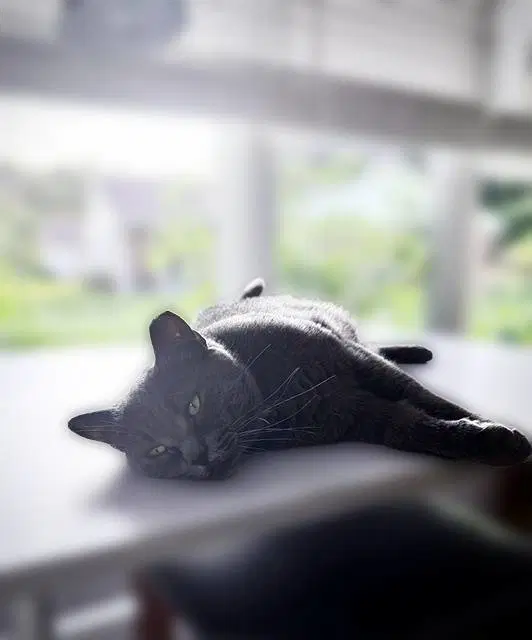 Gypsy Sweet And Sophisticated - Domestic Short Hair