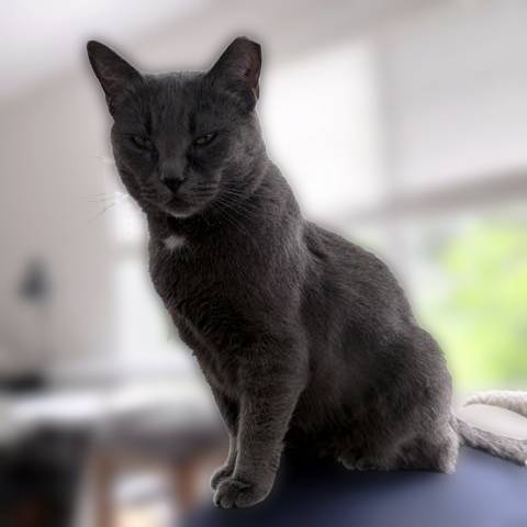 Photo 4 of Gypsy (Sweet and Sophisticated)