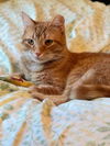 adoptable Cat in harrisburg, PA named Jimmy (sweet snuggler, lap cat, dog friendly)