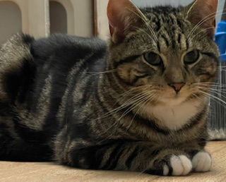 adoptable Cat in Harrisburg, PA named Frankie Baby (handsome young man)