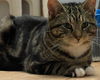 adoptable Cat in harrisburg, PA named Frankie Baby (handsome young man)