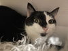 adoptable Cat in harrisburg, PA named Emily