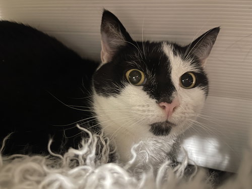 picture of the cat needing adoption
