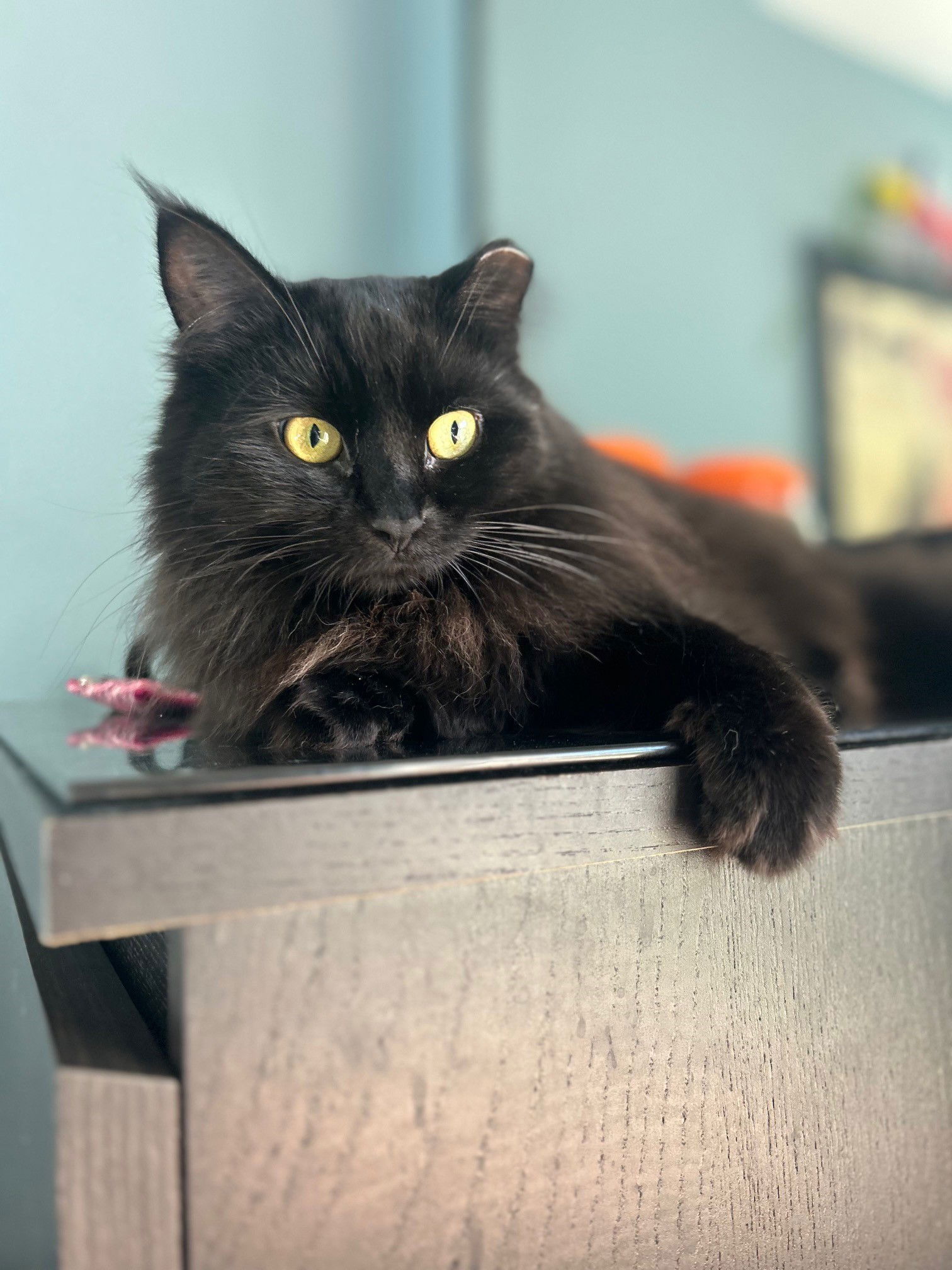 adoptable Cat in Harrisburg, PA named Fizzgig (luxurious, sweet, & lovable)